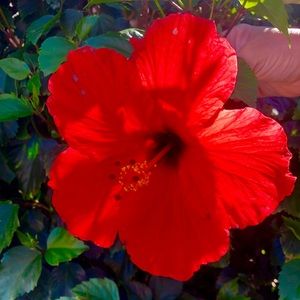 Meet your Posher, Carol